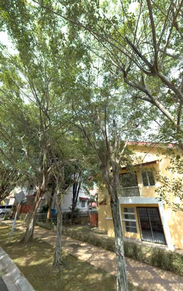 tree photo