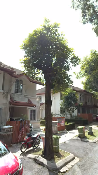 tree photo