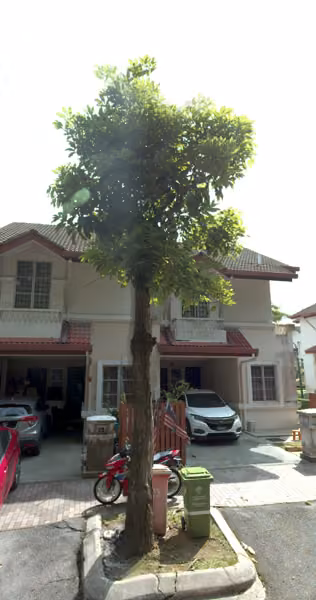 tree photo
