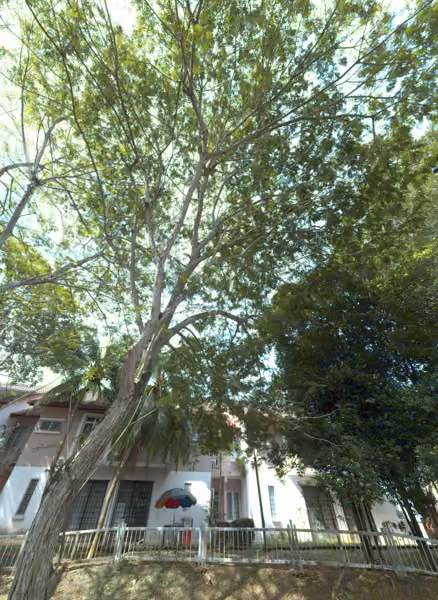 tree photo