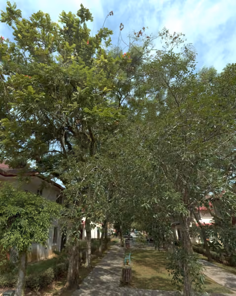 tree photo