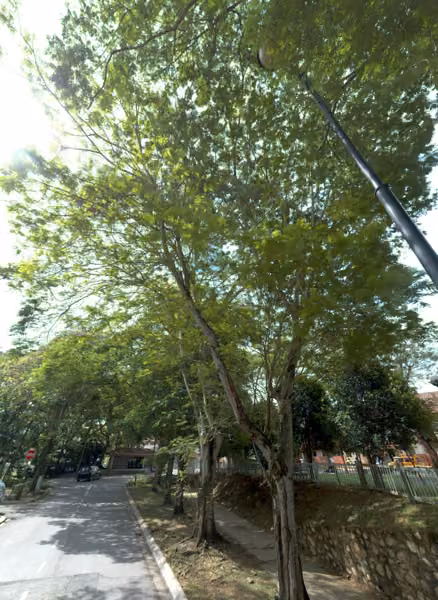 tree photo
