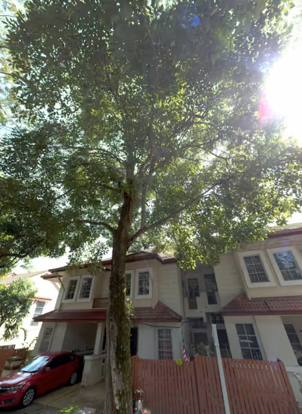 tree photo