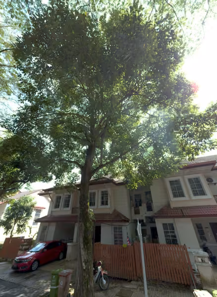 tree photo