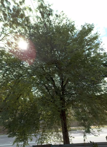 tree photo
