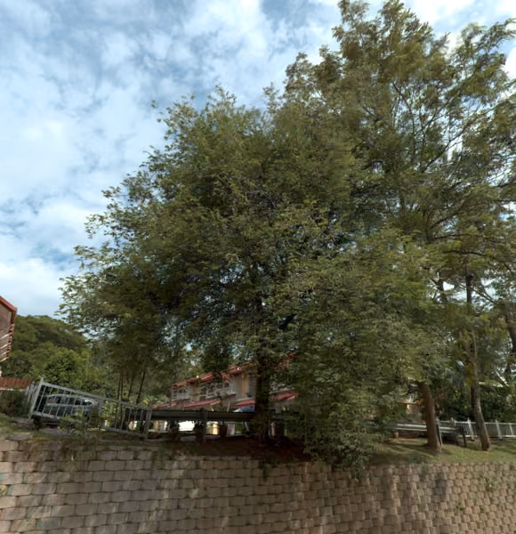tree photo