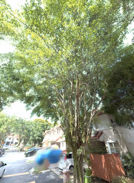 tree photo