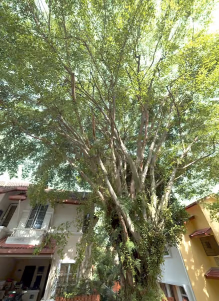 tree photo