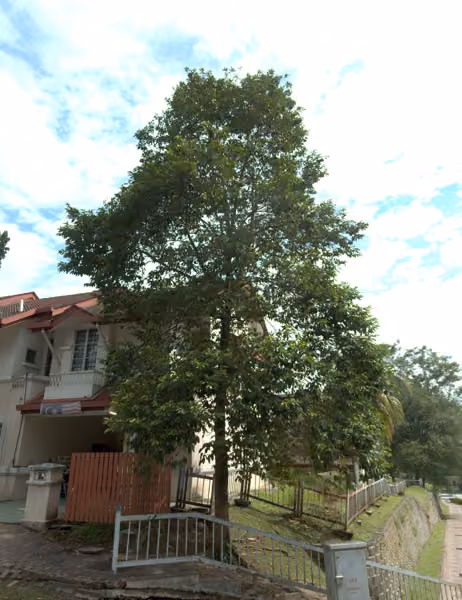 tree photo