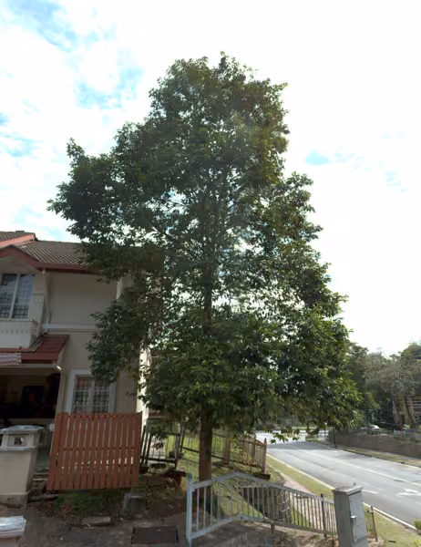 tree photo
