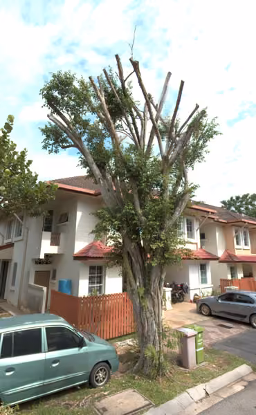 tree photo