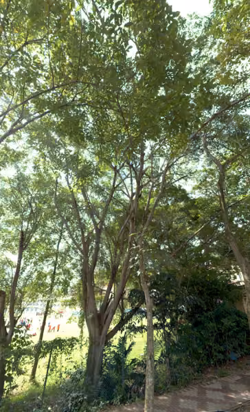 tree photo