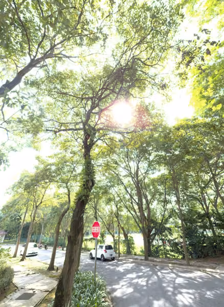 tree photo