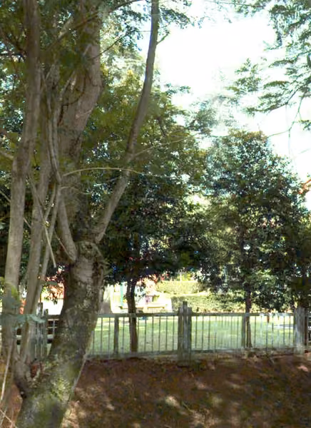 tree photo