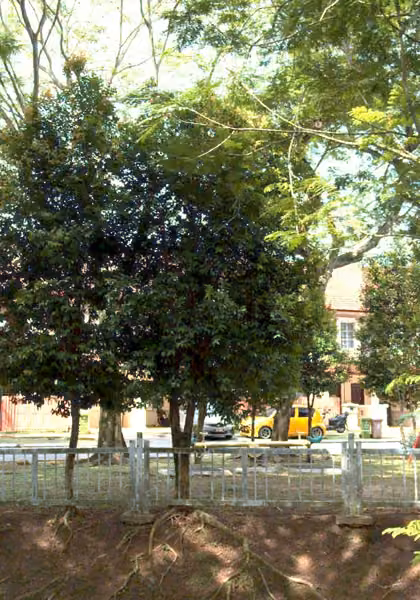 tree photo