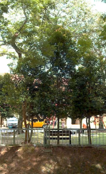 tree photo