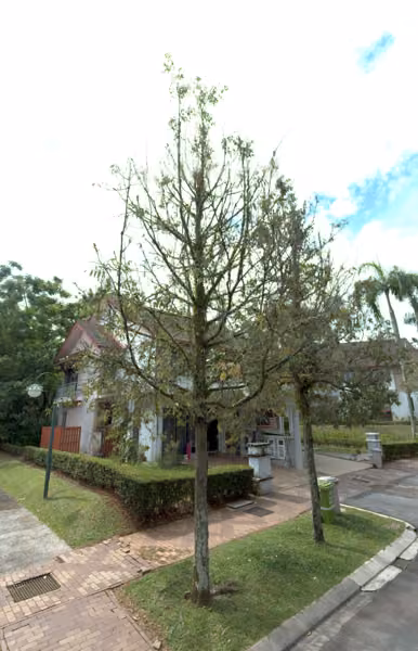 tree photo