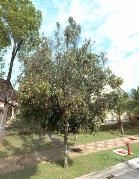 tree photo