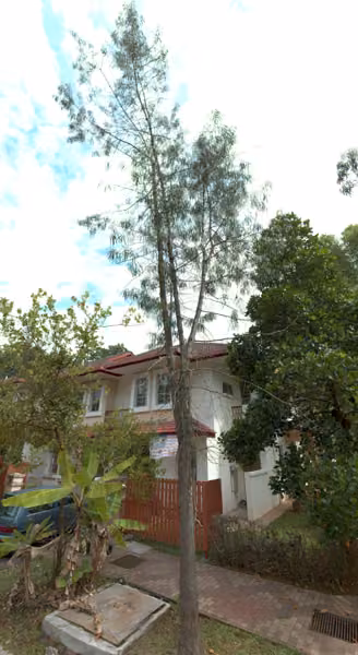 tree photo