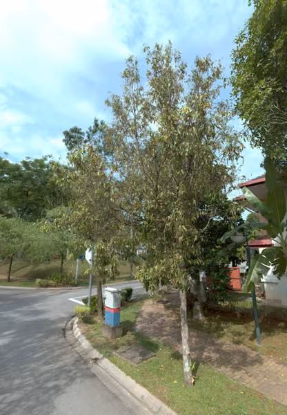 tree photo