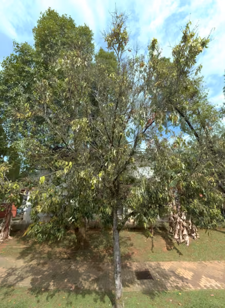 tree photo