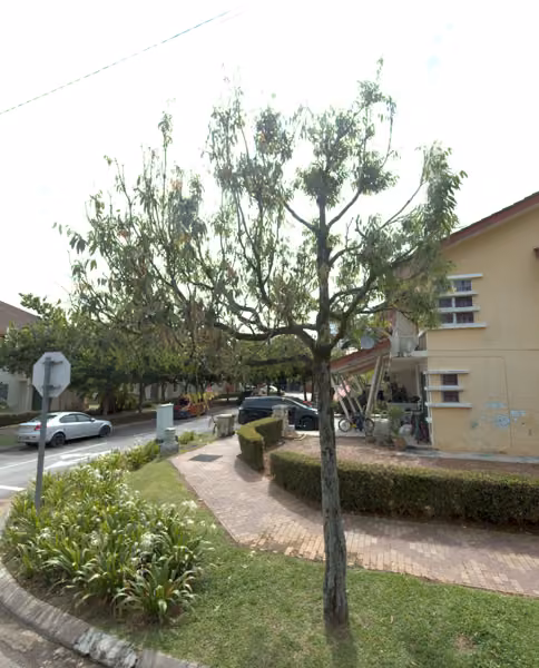 tree photo