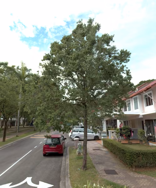 tree photo
