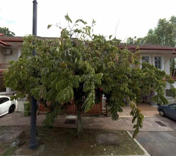 tree photo