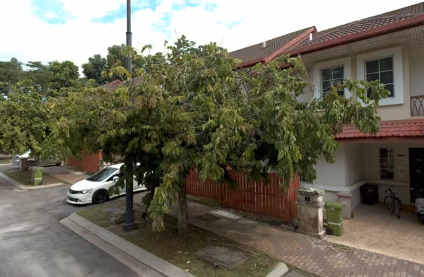 tree photo