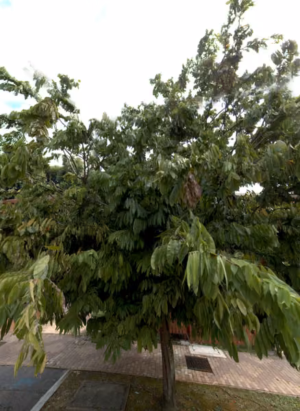 tree photo