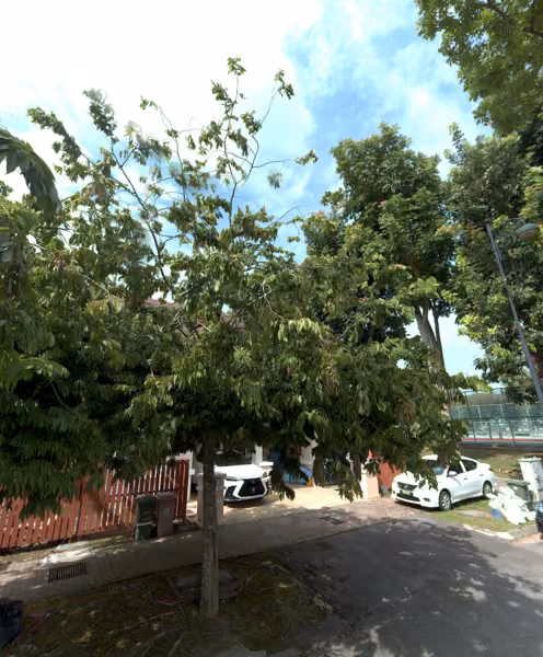 tree photo
