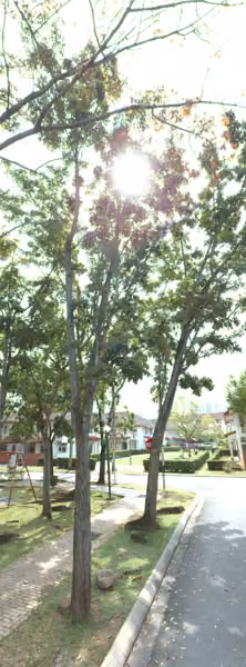 tree photo