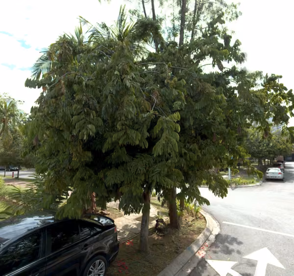 tree photo