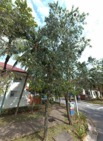tree photo
