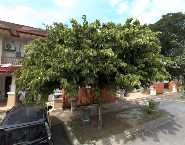 tree photo