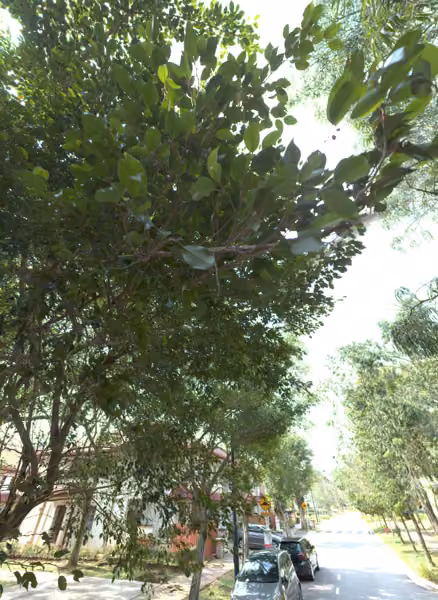 tree photo