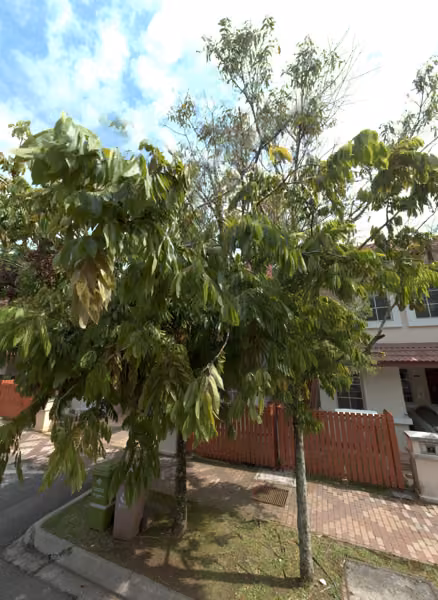 tree photo