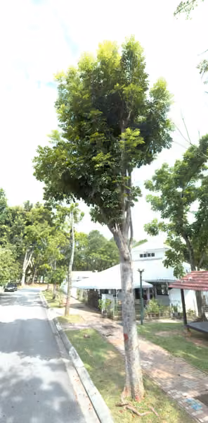 tree photo