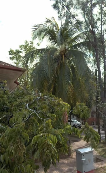 tree photo