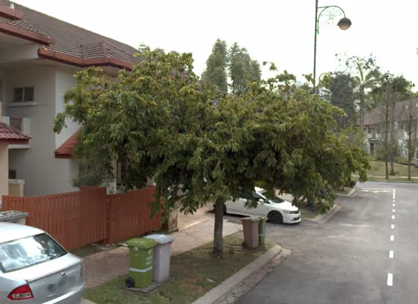 tree photo