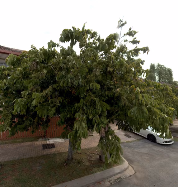 tree photo