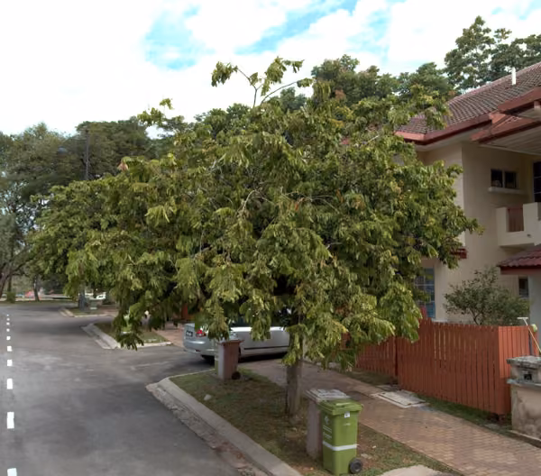 tree photo