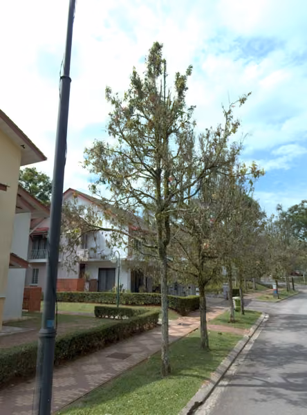 tree photo