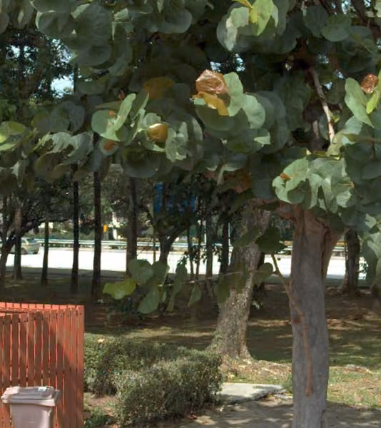 tree photo
