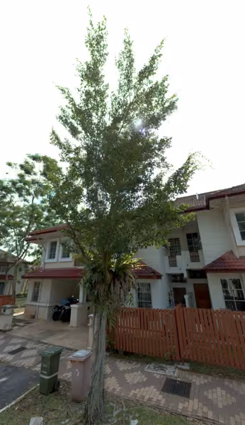 tree photo