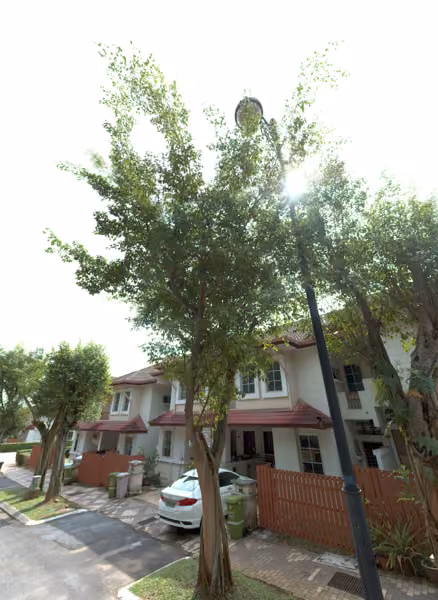 tree photo