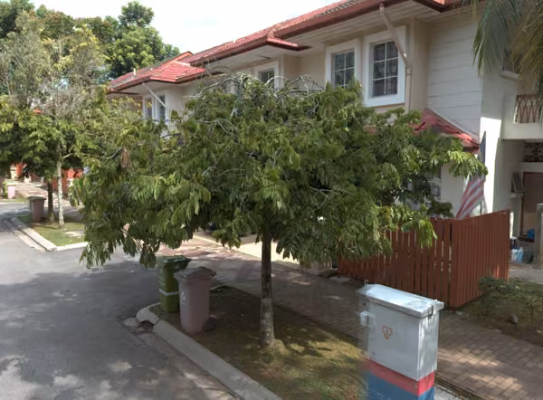 tree photo