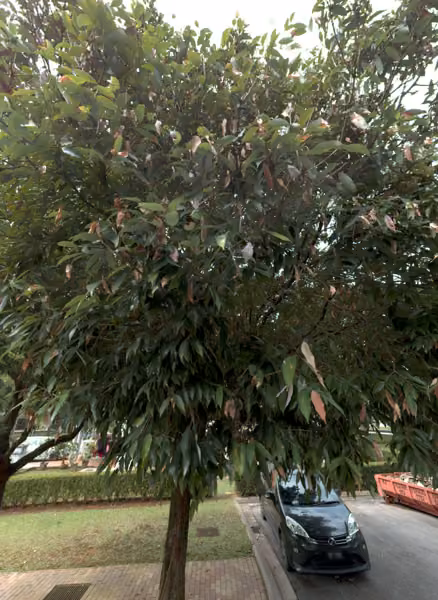 tree photo