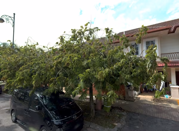 tree photo