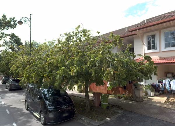 tree photo